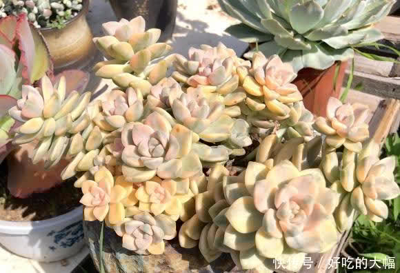 多肉|种多肉，最忌讳用大盆，“小盆种大肉”，不易腐烂，发根更快