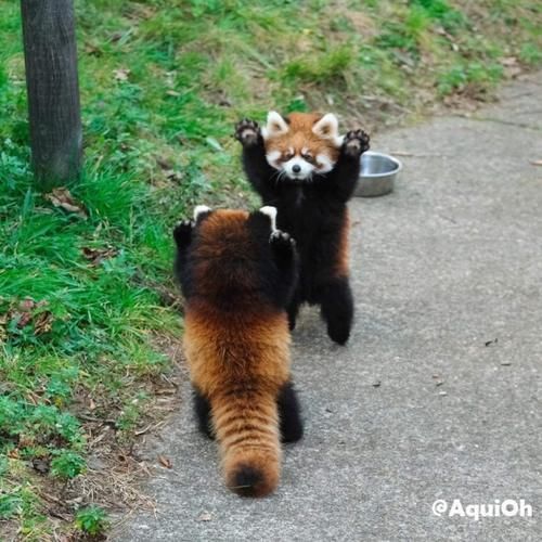 插画|乡民激推「幼稚园女孩的日常」插画!再现小浣熊威吓!