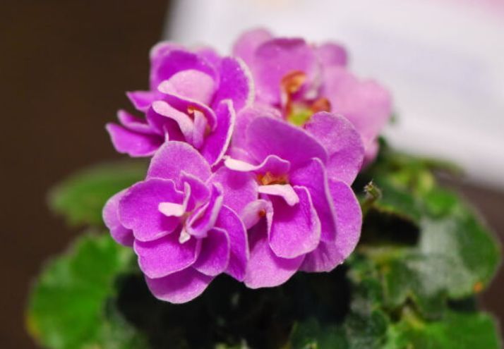 喜欢菊花，不如养盆“开花机器”非洲紫罗兰，开花灿烂，让人移不开眼