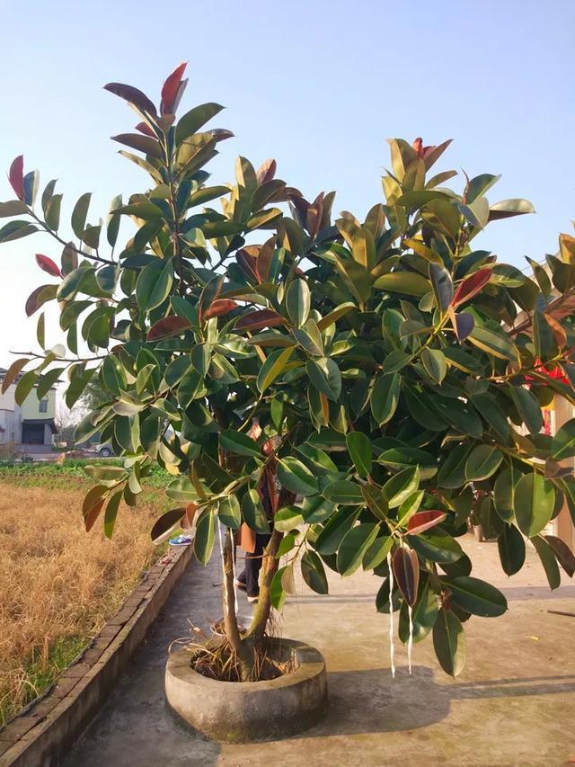 叶子|嫌花长的丑，趁现在砍头，满盆都是新叶子！