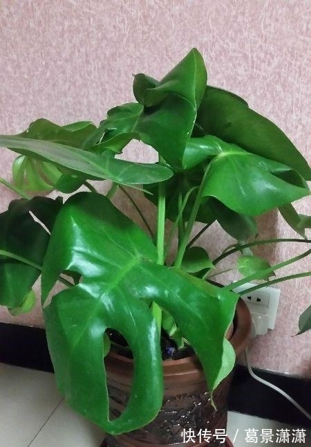 龟背竹的扦插方法都在这里,两个月就能生根