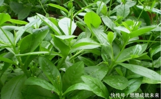 玉参|聪明人最爱这种野菜,补中益气,治气虚乏力,营养丰富,别错过了