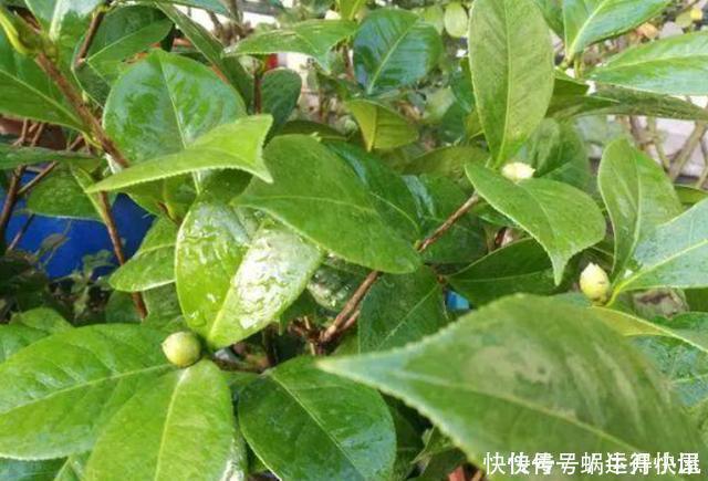 多肉|扦插的5个错误操作，不是难生根，是你做错了，扦插其实很简单