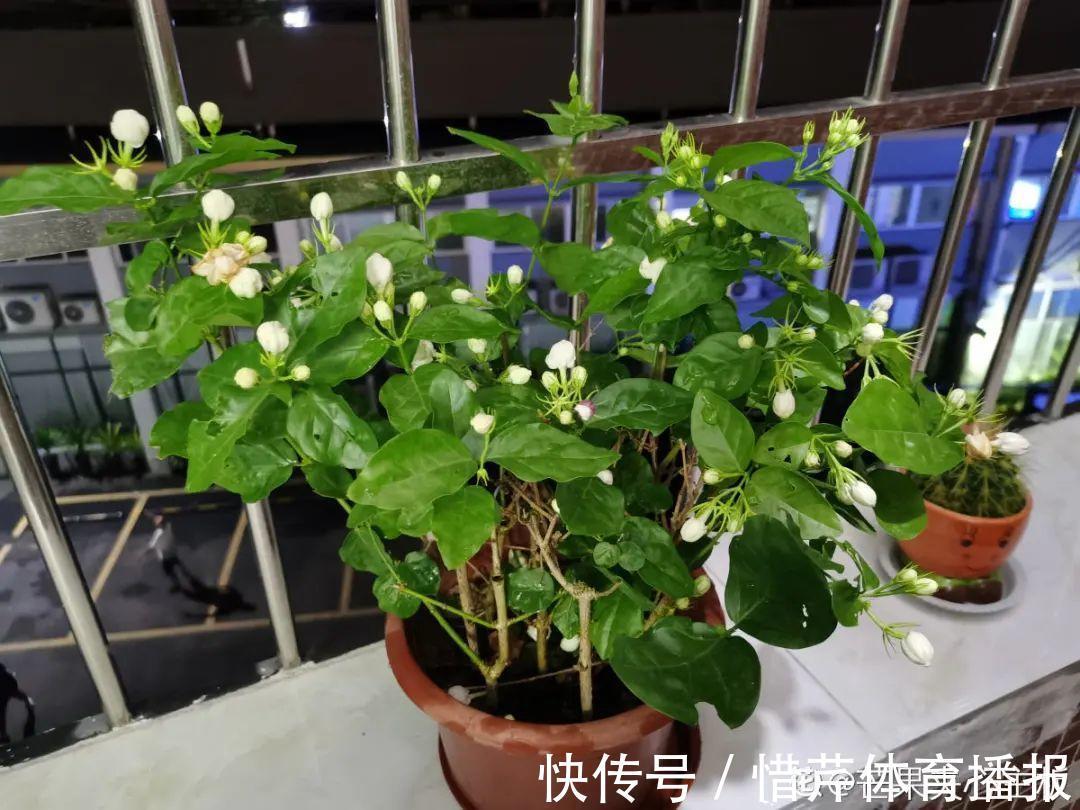 9个开花劳模，施肥不能停，不然越养越差劲