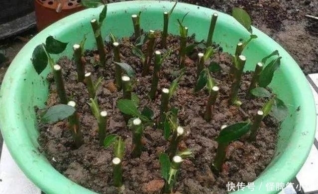 塑料袋太多,很烦人?别烦,用它来养花,养1盆旺1盆,真的很好