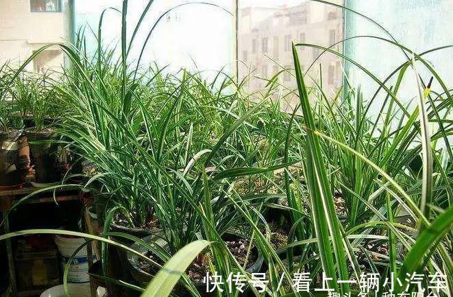 阳台养兰:光照强度影响着兰花的颜值与长势,还可调控花期哦!