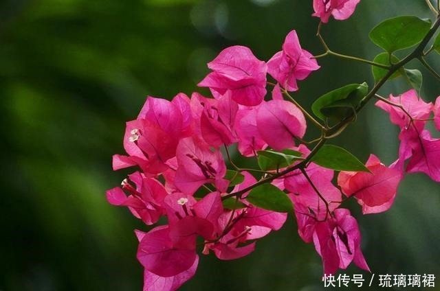 2种生命力顽强的花，一根枝条就是一盆，这个夏天还能开花！