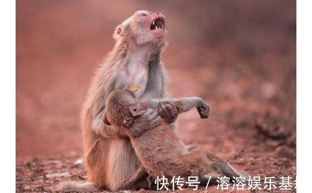 母親|趙菁被老虎拖走后,母親奮不顧身丈夫猶豫,并不是丈夫窩囊