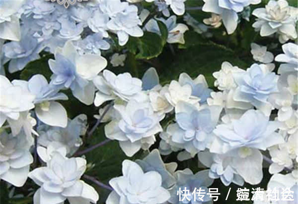 科德娜|3种花近乎完美,超级漂亮,开花勤快,好养易管理,室内盆栽也可以