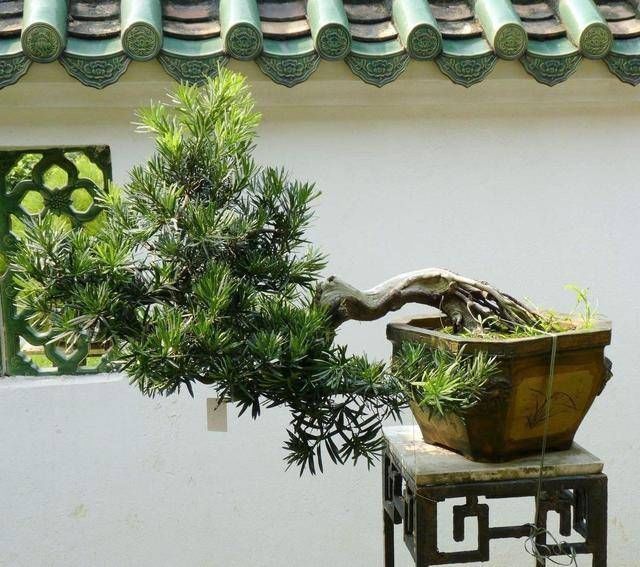 罗汉松|3种名贵盆景山上遍地有，教你养护技巧，个个价值高造型佳