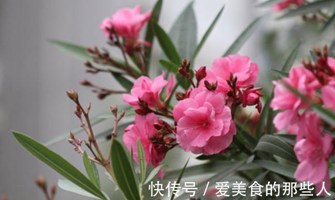 3种漂亮花,高雅大气毒性强,再喜欢也别养在室内,赶紧搬出去