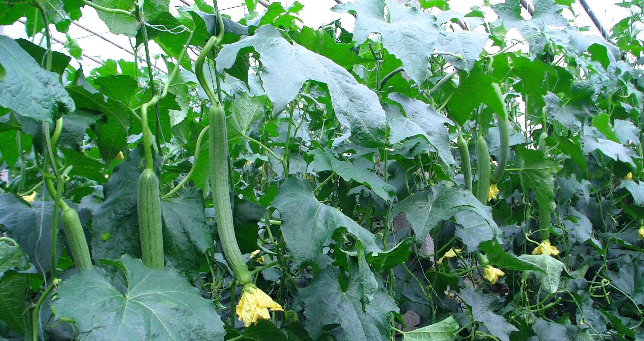 丝瓜络|一味丝瓜络,养生大功效!它的3个奇妙作用,老中医都夸它是个宝