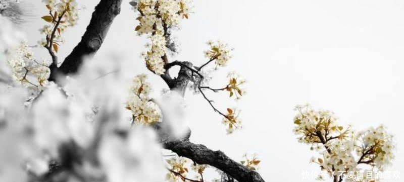 经典|杜甫的这首《江梅》,也是不应该被忽略,写出了最深情的梅花!