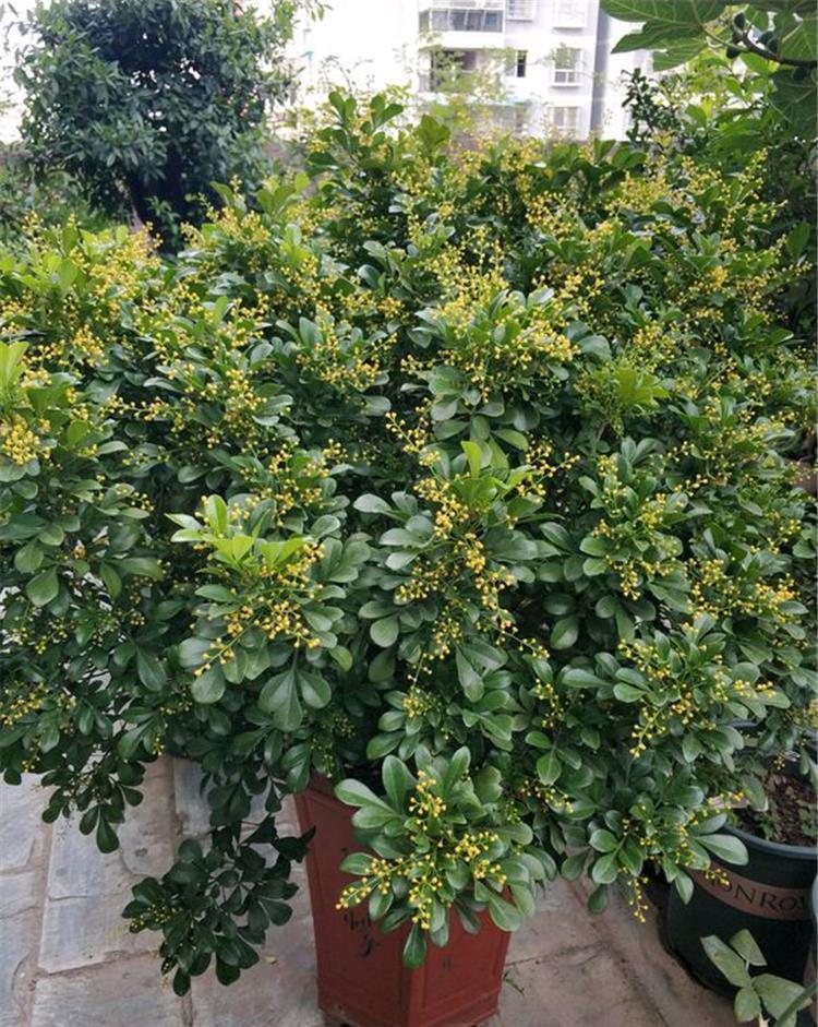 下雨天,这些花快扔出去,淋一淋,呼呼冒新芽,花开一大盆