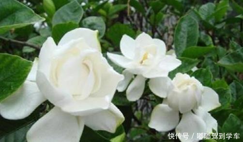 栀子花变美5步走,“傻小白”都能养出好花来,白花一朵接一朵!