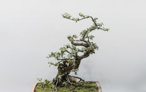 盆景树木叶片太大，3个控叶技巧，让叶片变小，尽显古朴苍老，不学可惜了