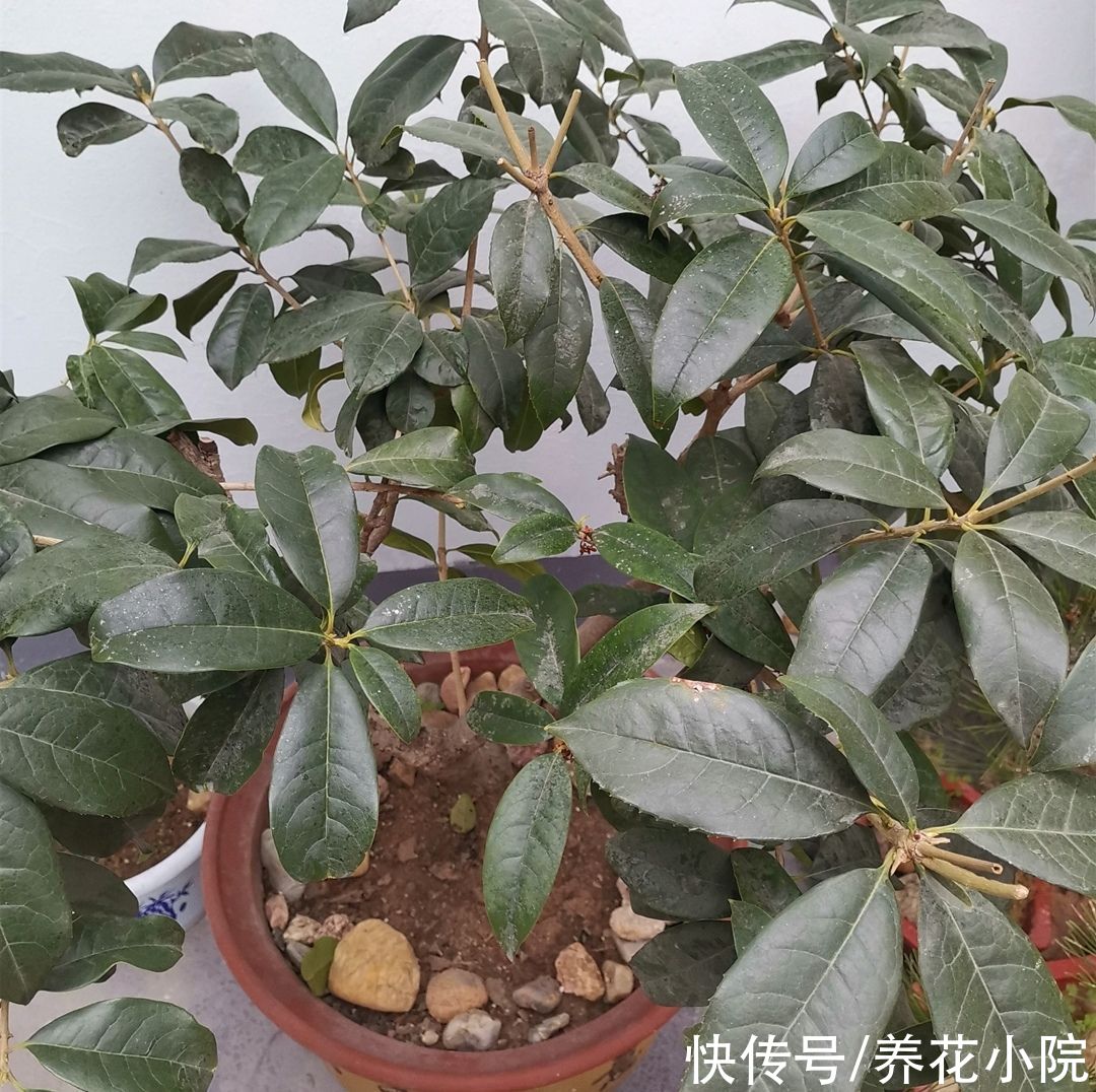 植株|四种“漂亮花”，春天“大修剪”，新芽长得壮，开花多