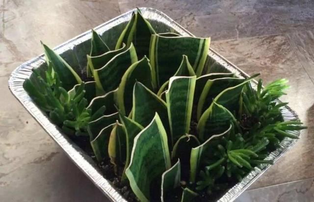 秋天养花,用到2种“生根剂”,花卉长出“胡须根”,一学就会