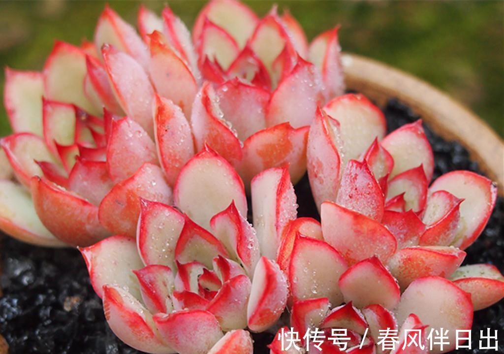 多肉界从不以瘦为美,环肥才是王道,把多肉养胖有三个高招