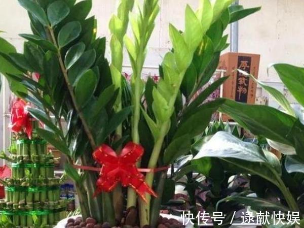 喜欢养殖花草植物,怕管理难新手扦插此3种分分钟收获多盆