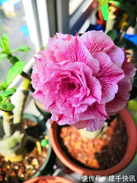 家里养6种花,把水浇得勤快了,容易烂根、黄叶,需要当心