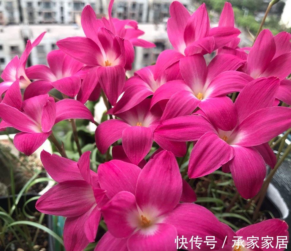 栽种|立秋之后，3种球根花卉可以种了，很好养各种花色无比美貌