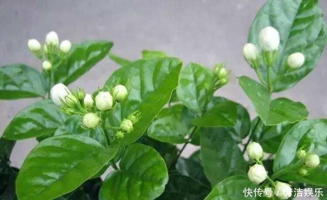 茉莉花都养不活快学3个“小技巧”,生长开花不间断,满屋飘香