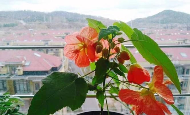 此款盆栽植物,全年都开花,花朵像红灯笼,养护容易,室内也能种
