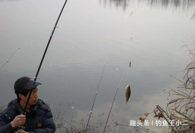 冬季|冬季钓鲫鱼,不注意这些基础知识,就是白白浪费上鱼良机