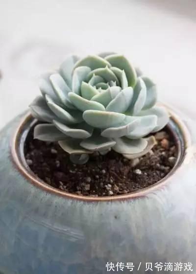 水和光多少是适量,50种常见多肉植物度夏攻略