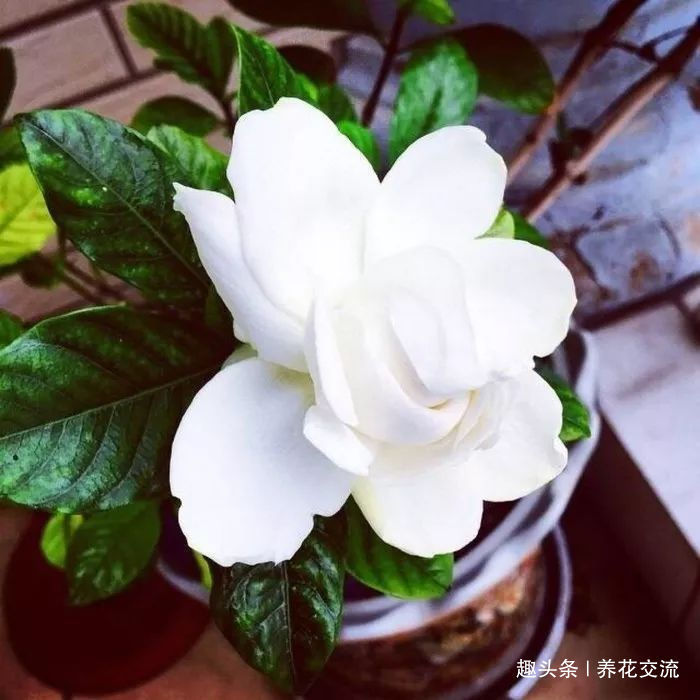 栀子花种院子开花特别好,移到盆里就叶黄枯萎,都怪这几点没做好