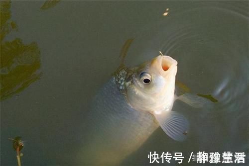 短子线|秋末钓鲫鱼，子线用长还是用短这样选更科学，中鱼率飙升几倍