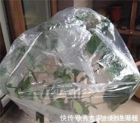 三角梅换盆套个“方便袋”,怎么折腾都不黄,成活率百分百!