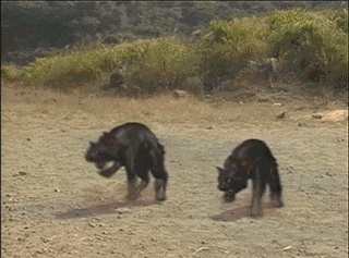 |搞笑GIF:本来想展示一下技术 没想到她最后一跳太抢镜了