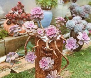 3种多肉，高端大气上档次，容易长成悬崖桩，养护简单色彩艳