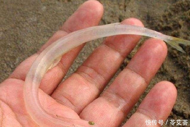 农村小哥在江边野钓，竟钓到“透明”的鱼，不料煮后变色了