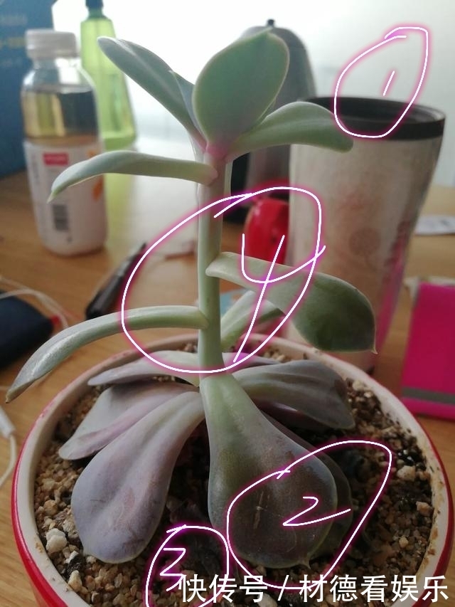 扦插|多肉徒长散乱不美观怎么办只需一个神操作,一盆变两盆还更美观