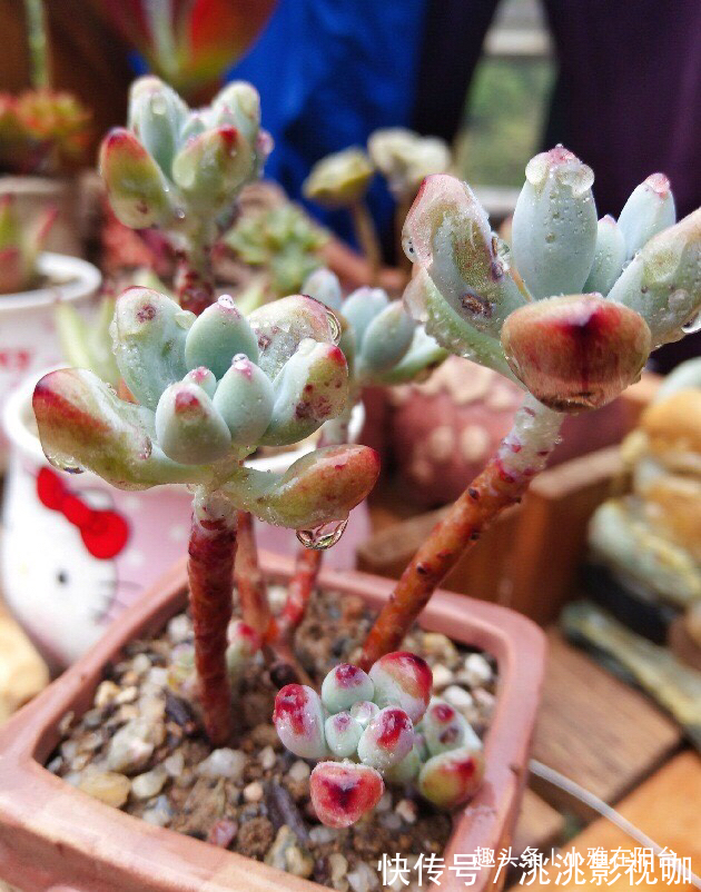 秋季养多肉可以淋雨吗有优点有缺点,做对“一点”,长成小胖子