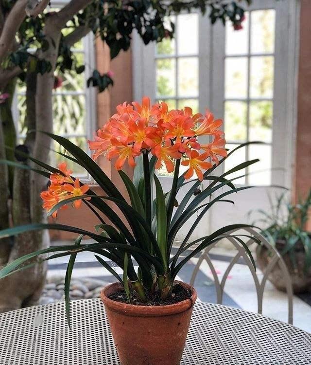 “年味十足”的11种花,颜值高寓意好,想买要趁早,晚了会涨价