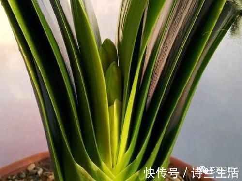 高手都用啤酒养君子兰,具体有啥好处?可能很多人都不知道!