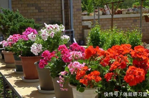 秋天的院子,养点喜欢的花,乐得自在!