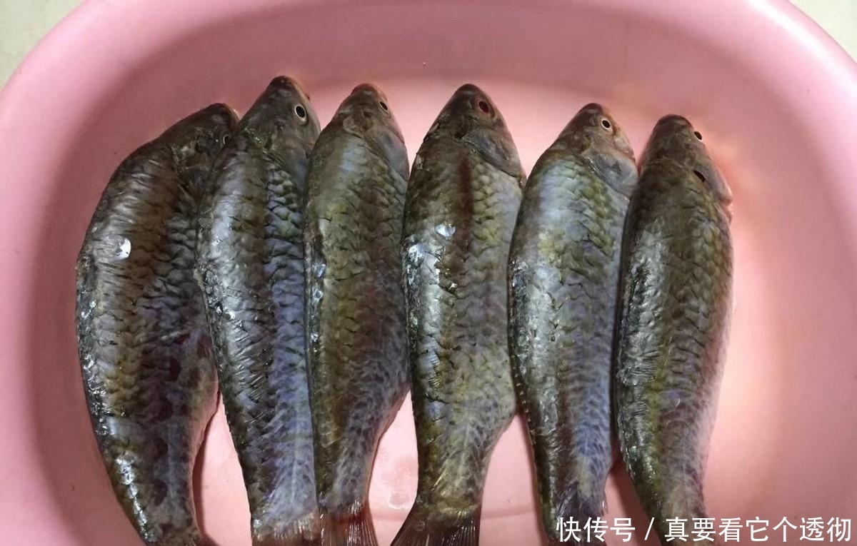 不用吐刺的魚非常味道超贊 大人小孩都能吃 味道鮮美可口 中國熱點