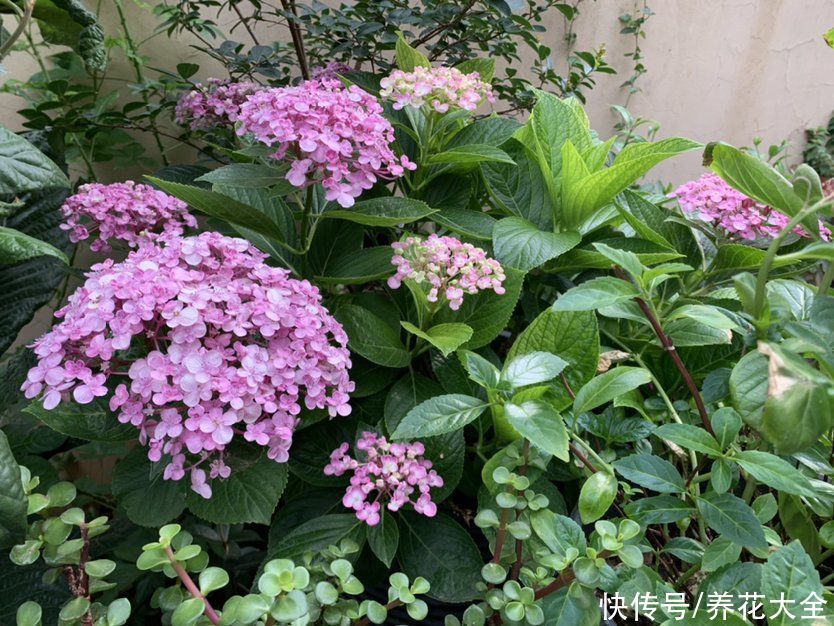 生长期|花朵全休眠也不怕,夏季种这3种花,轻松长疯,让夏天更火热