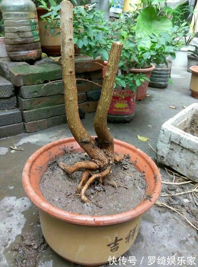 盆景|石榴盆景外形美，根系却无法附在石头上，巧用塑料瓶就解决