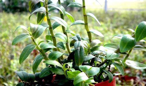 山里有种救命仙草,现在可以盆栽种在家,你了解过嘛