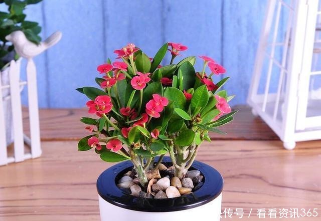 室内装扮|5种花“不吉利”,再喜欢也别放“室内”,你家若有,抓紧搬出去