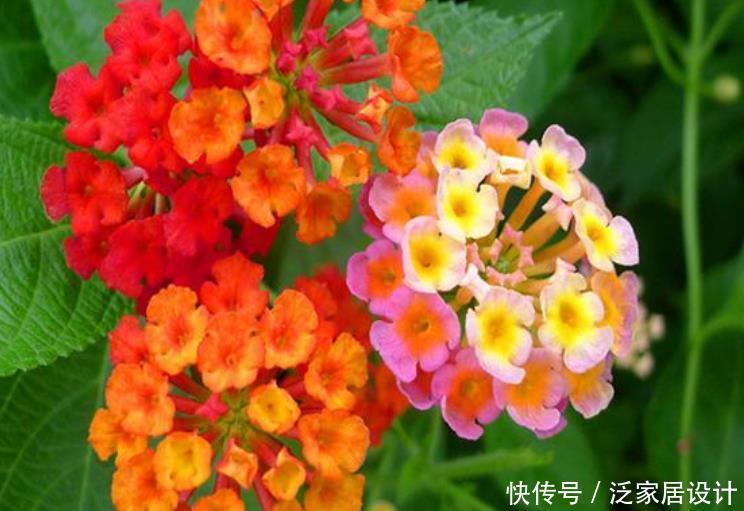 4种花，堪称花界“劳模”，花期长，开花勤，养家里，四季有花赏