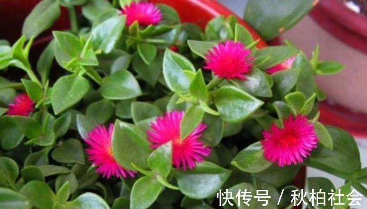 4种花超漂亮,个个美出状态,简单养护就能长得旺,花美心情好!