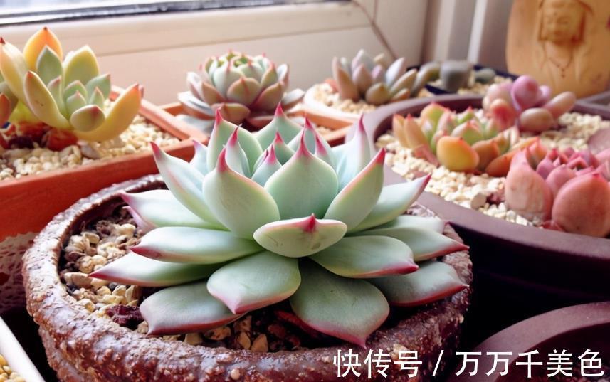 养护|室内阳台养多肉,有“2好2无奈”,一般人都会中招