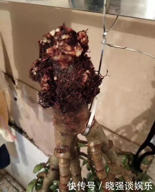 大腿|养了20年的玉树，杆子比大腿还粗，满树白花跟下雪了一样